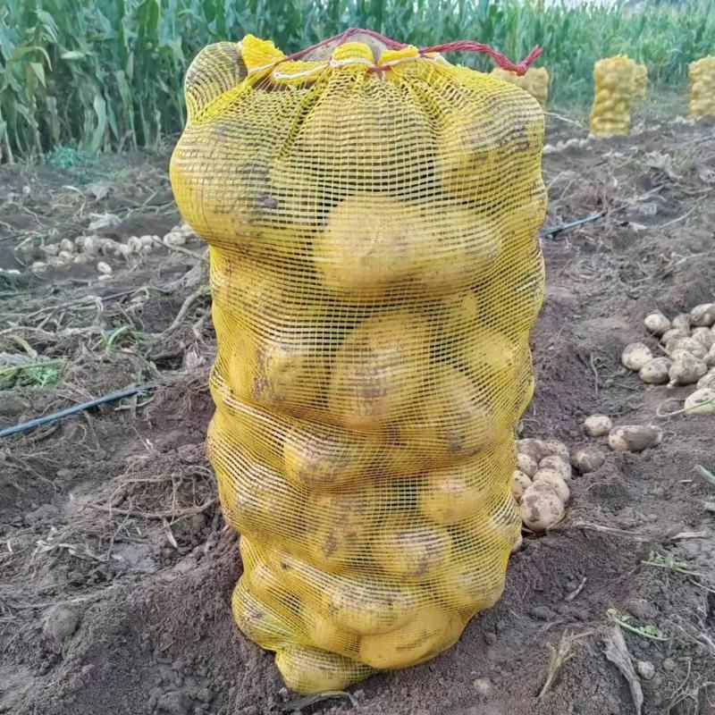 山西土豆沃土5号产地直销可对接大型商超，视频看货对接