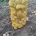 山西土豆沃土5号产地直销可对接大型商超，视频看货对接