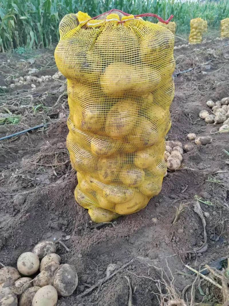 山西土豆沃土5号产地直销可对接大型商超，视频看货对接