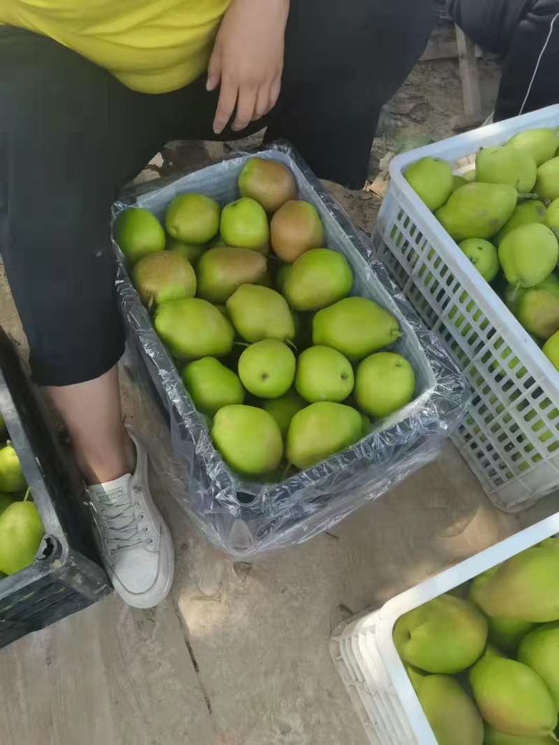 陕西红香酥梨价格，香梨批发，红香酥梨基地