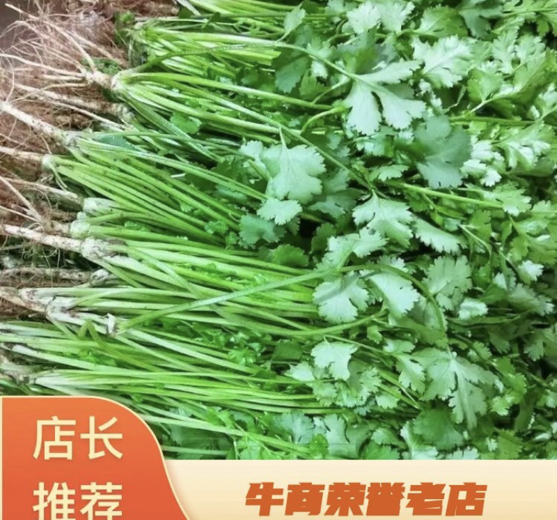 【实力推荐】河北香菜产地直发一手货源品质保证