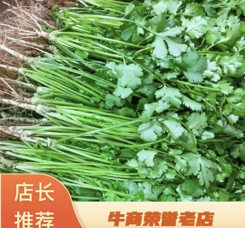 【实力推荐】河北香菜产地直发一手货源品质保证