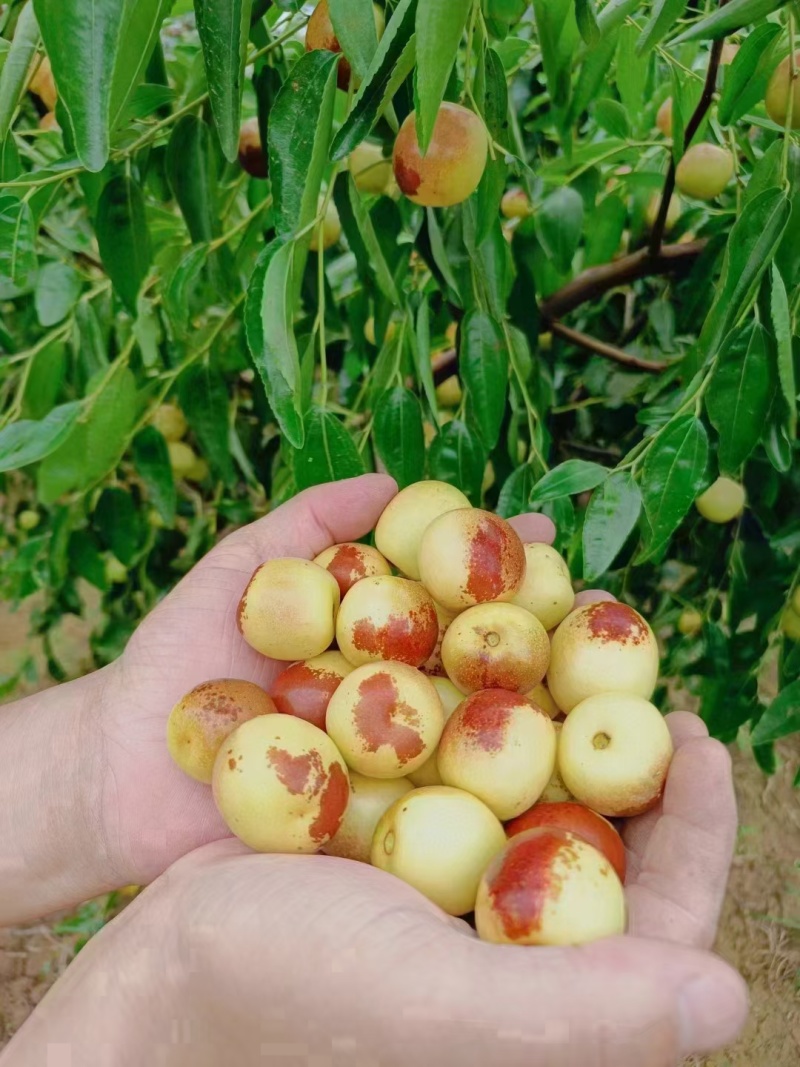 陕西大荔县冬枣一件代发（产地直发）