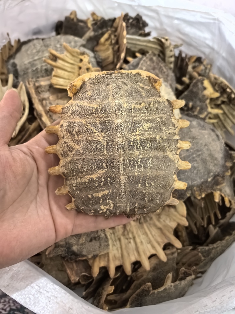 鳖甲炙鳖甲醋炙鳖甲多种规格七彩百草中药材批发