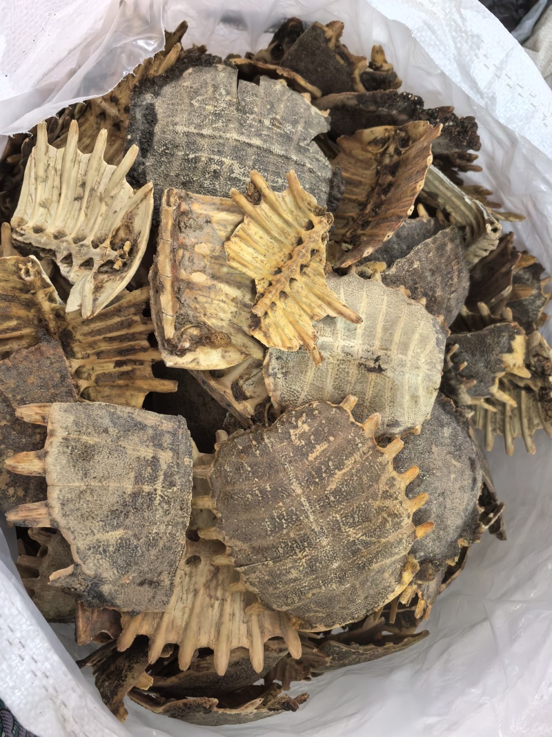 鳖甲炙鳖甲醋炙鳖甲多种规格七彩百草中药材批发