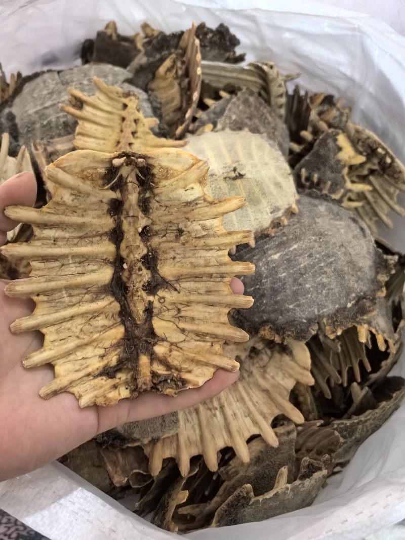 鳖甲炙鳖甲醋炙鳖甲多种规格七彩百草中药材批发