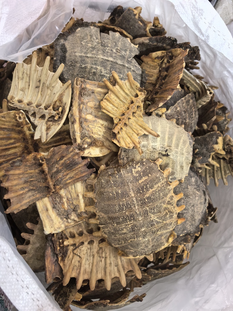 鳖甲炙鳖甲醋炙鳖甲多种规格七彩百草中药材批发