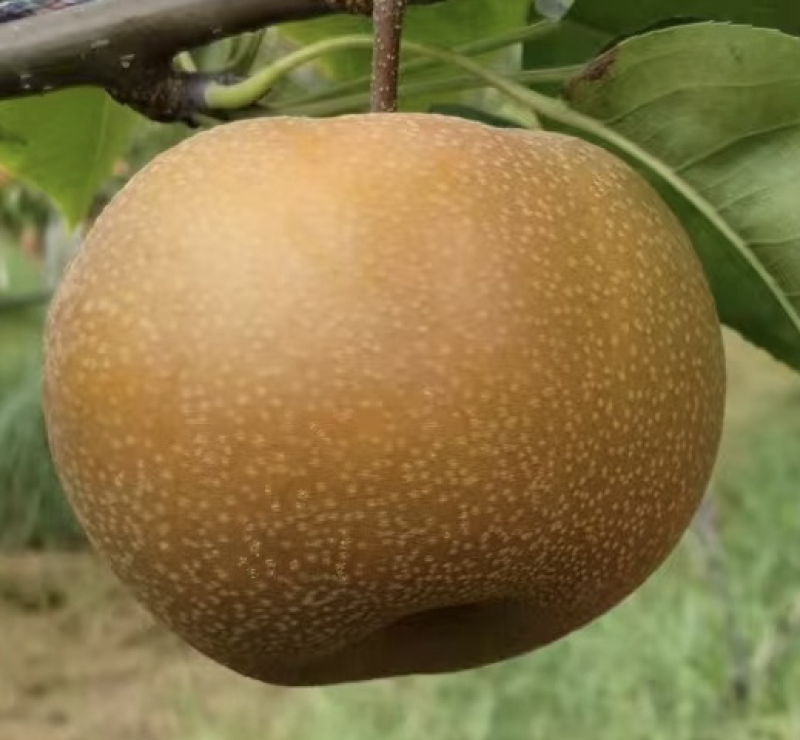 【推荐】精品秋月梨产地大量上市直发可视频看货欢迎
