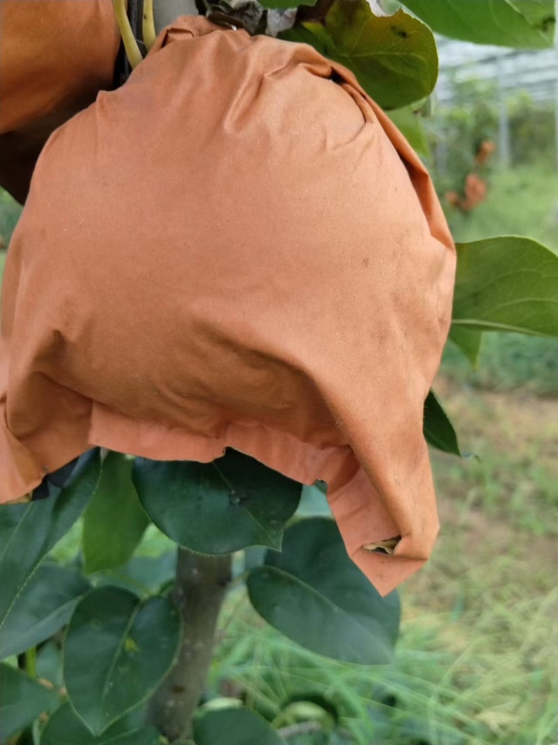【推荐】精品秋月梨产地大量上市直发可视频看货欢迎