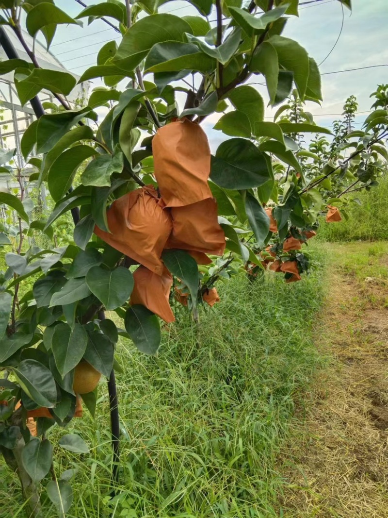 【推荐】精品秋月梨产地大量上市直发可视频看货欢迎