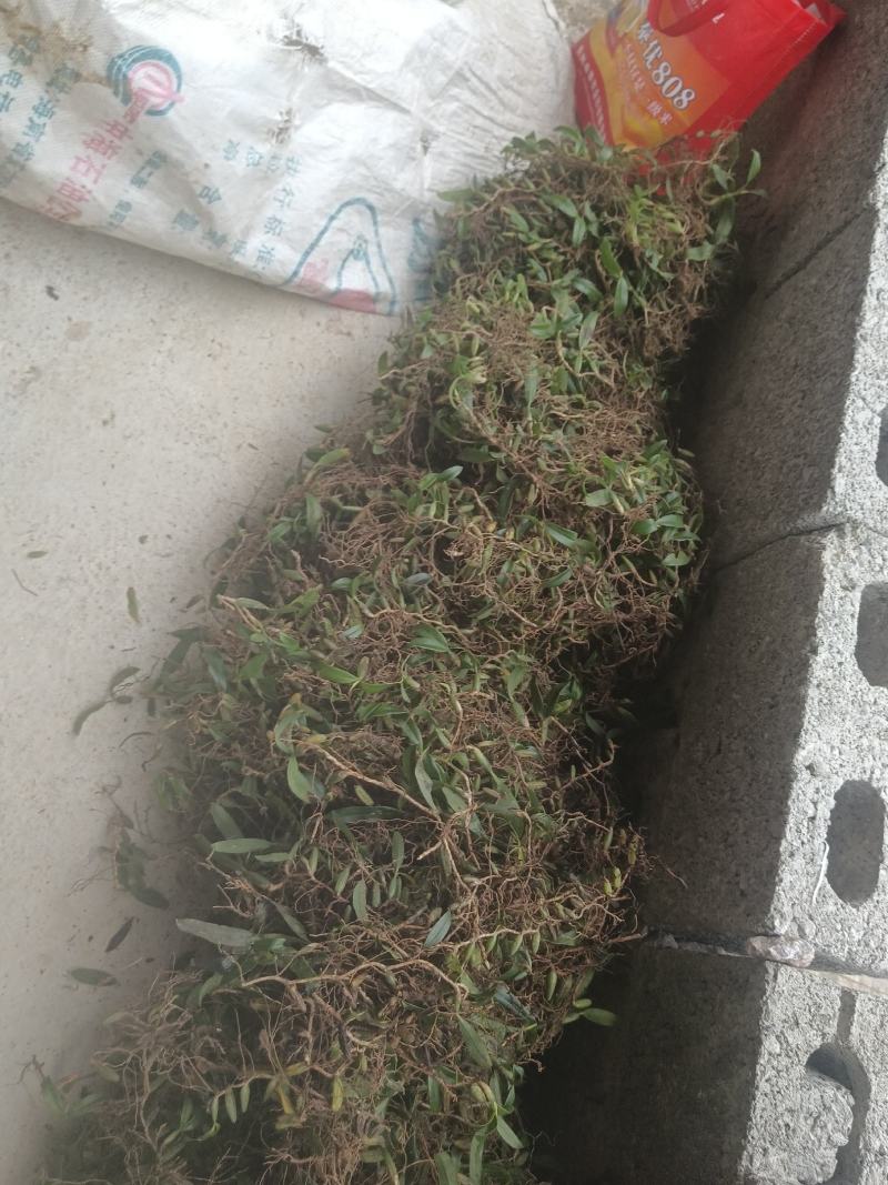 石仙桃