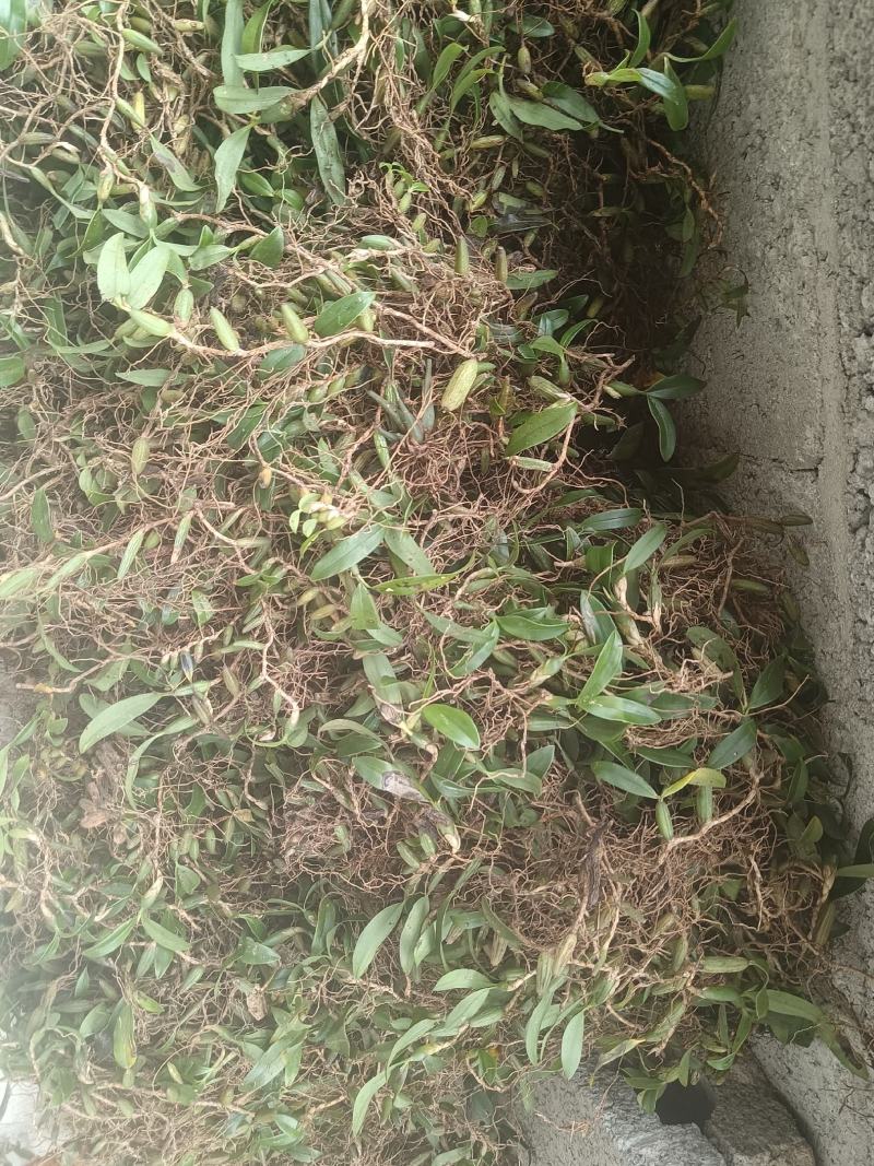 石仙桃