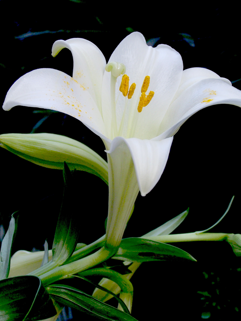 百合花姿雅致，叶片青翠娟秀，一年四季供应