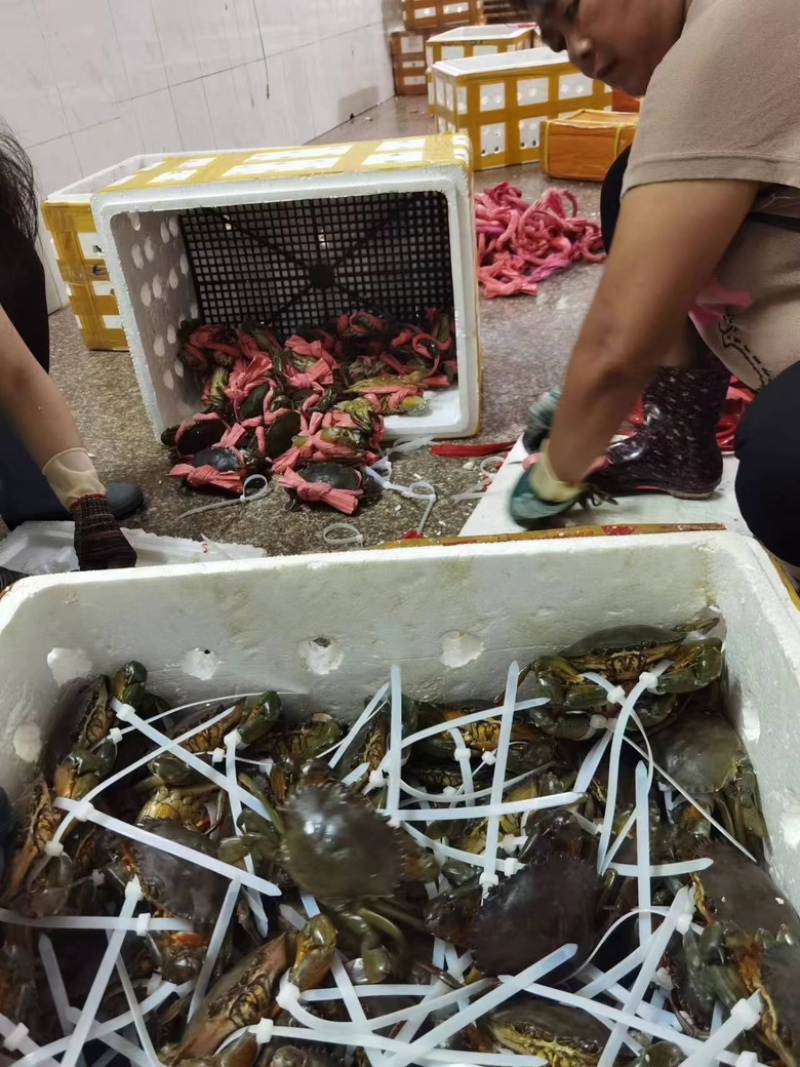 越南优质奄仔蟹味道鲜美可大量供货量大从优诚信经营