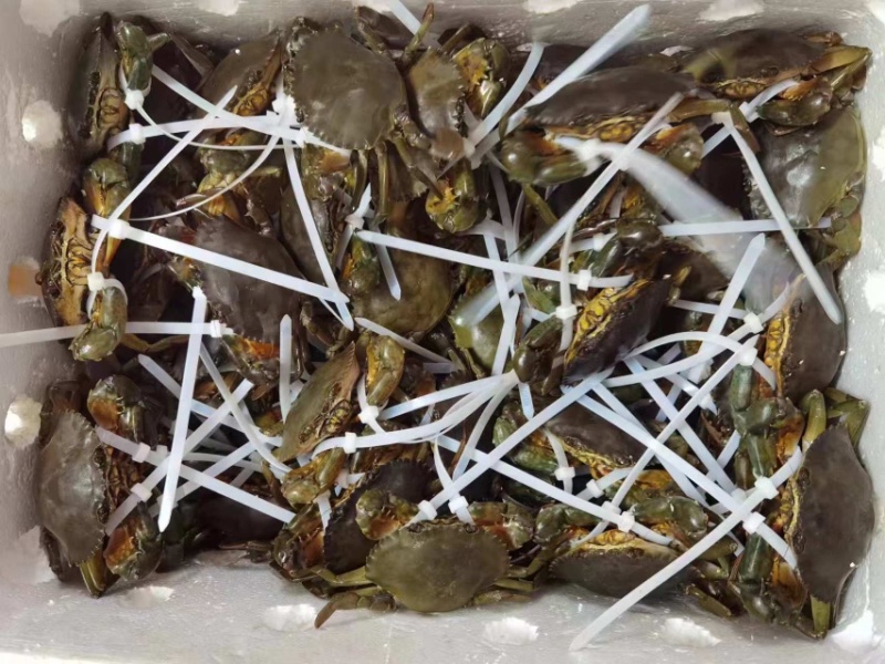 越南优质奄仔蟹味道鲜美可大量供货量大从优诚信经营