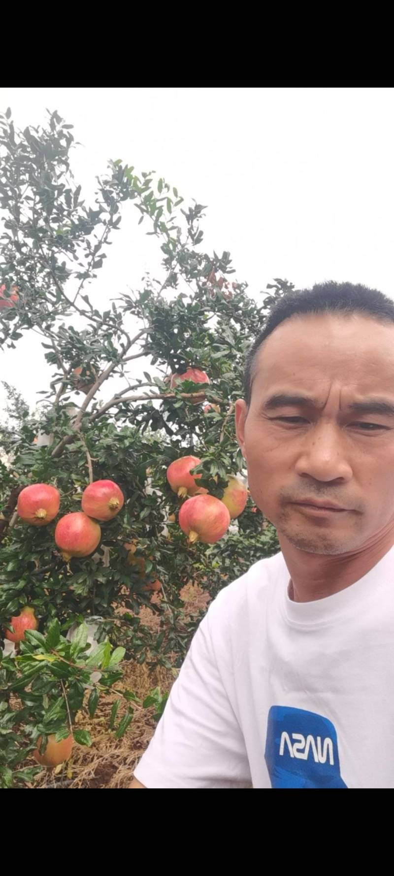 会理软籽石榴