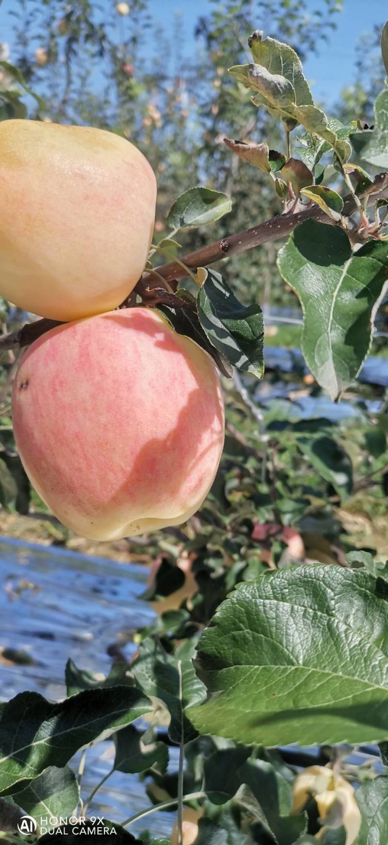 华硕苹果