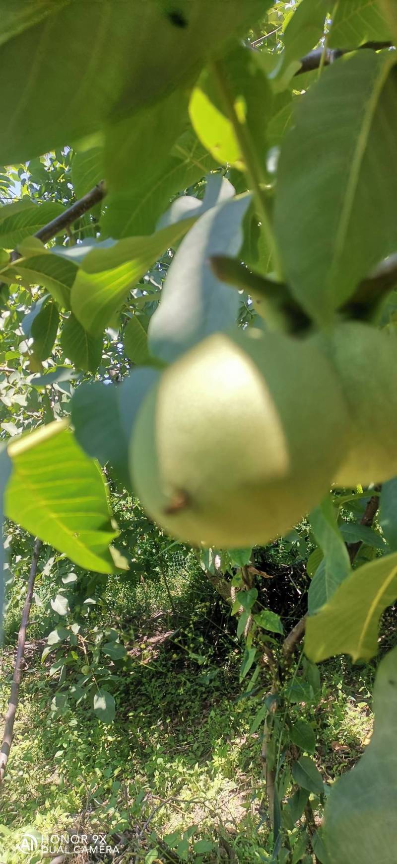 清香核桃