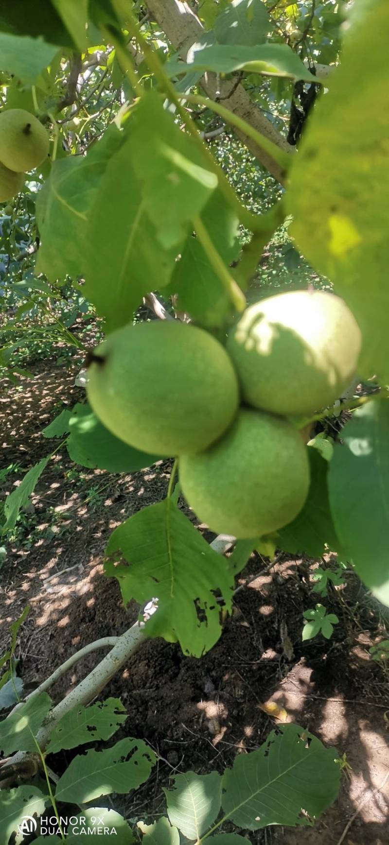 清香核桃