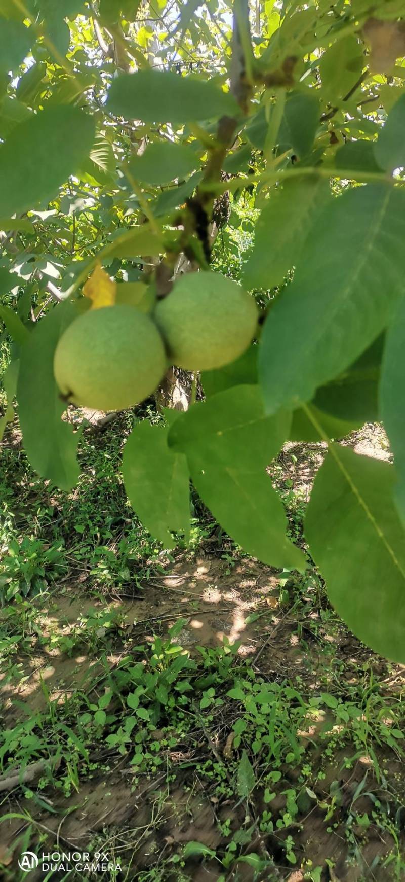 清香核桃
