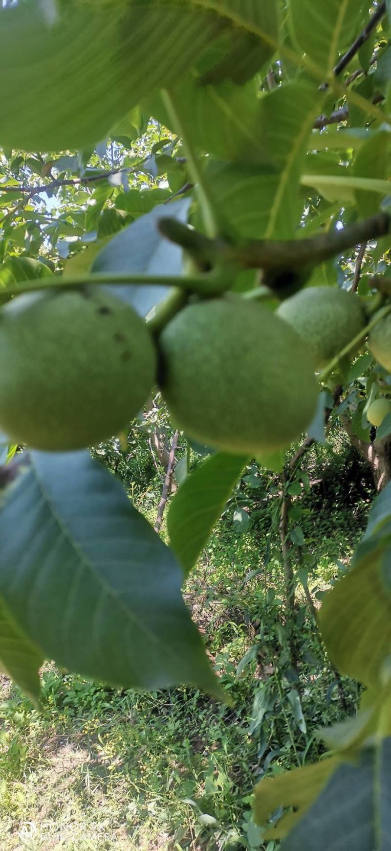 清香核桃
