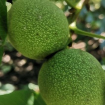 清香核桃