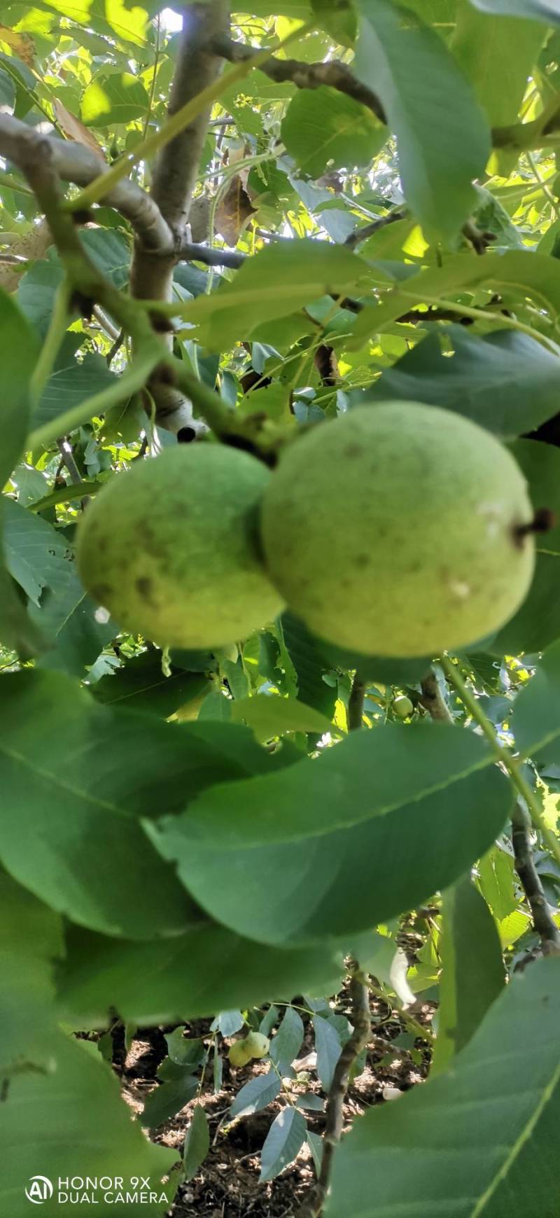 清香核桃
