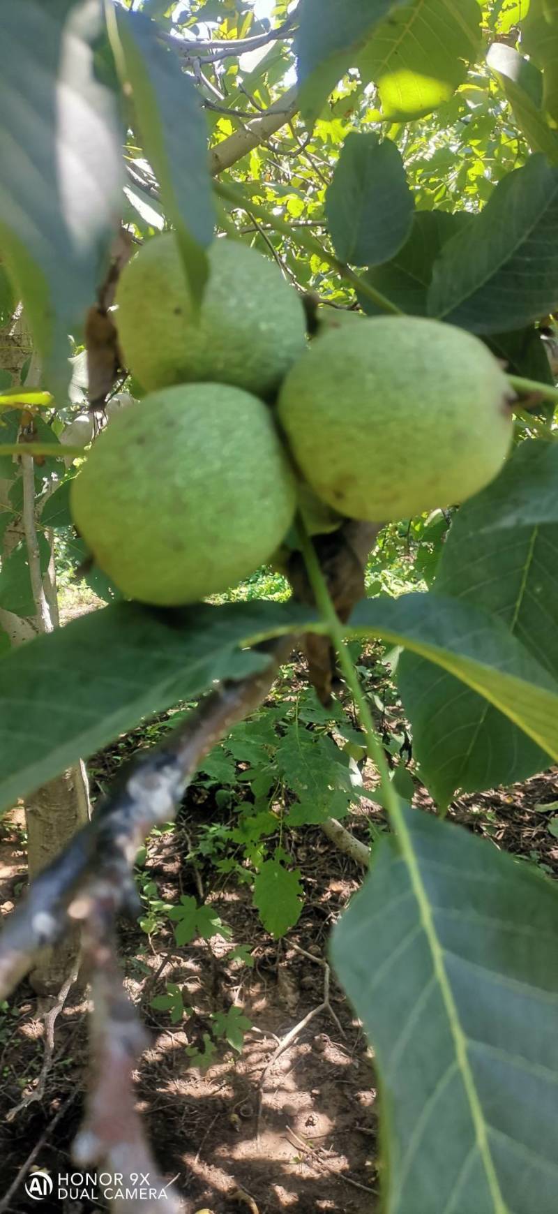 清香核桃