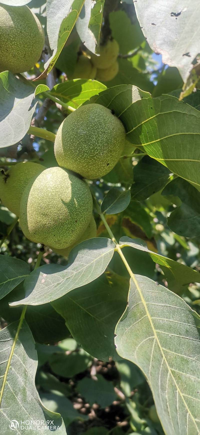 清香核桃