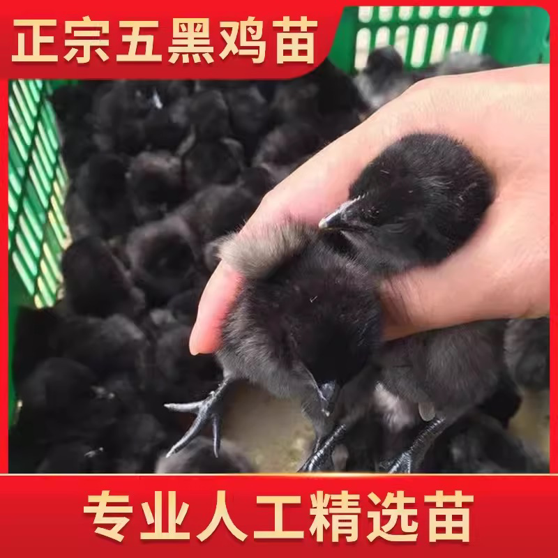 昭通五黑鸡苗包防疫包运输包成活率货到满意付款诚信服务