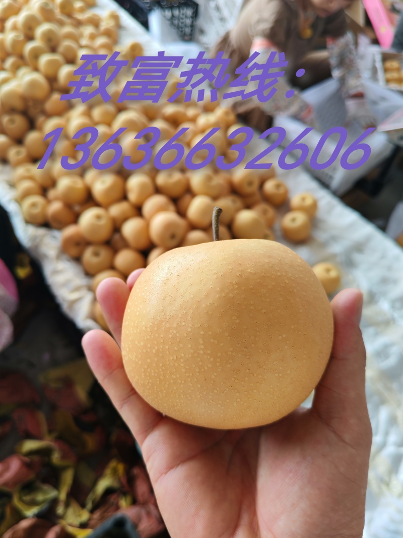 安徽圆黄梨皮薄脆甜规格齐全，对接市场电商商超