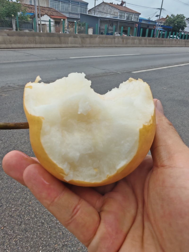 安徽圆黄梨皮薄脆甜规格齐全，对接市场电商商超