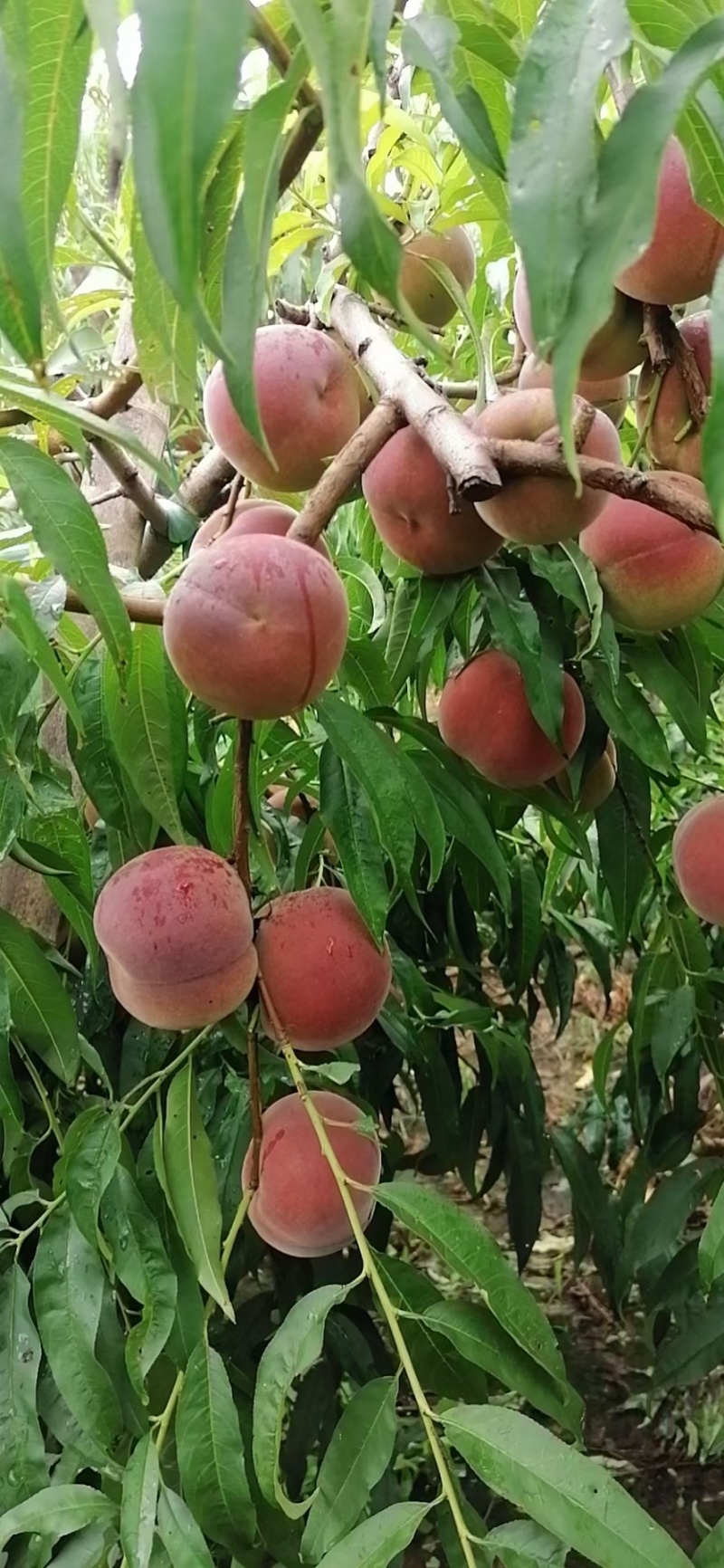 青州蜜，秋彤，全红蜜大量上市，对接各大市场，超市，电商