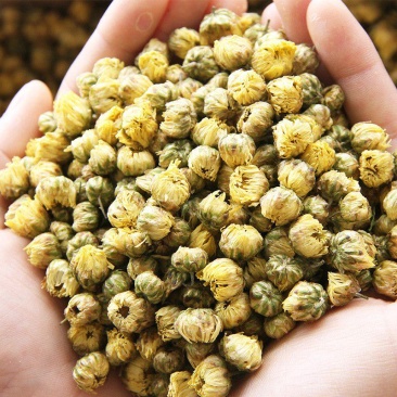胎菊新货桐乡胎菊花茶散装杭白菊花果茶批发菊花500g胎菊