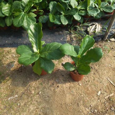 琴叶榕(110#)盆栽室内观叶花卉绿植净化空气美观好养