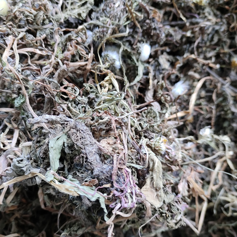 蒲公英蒲公英干货前期货野生整棵带根2025产地直发