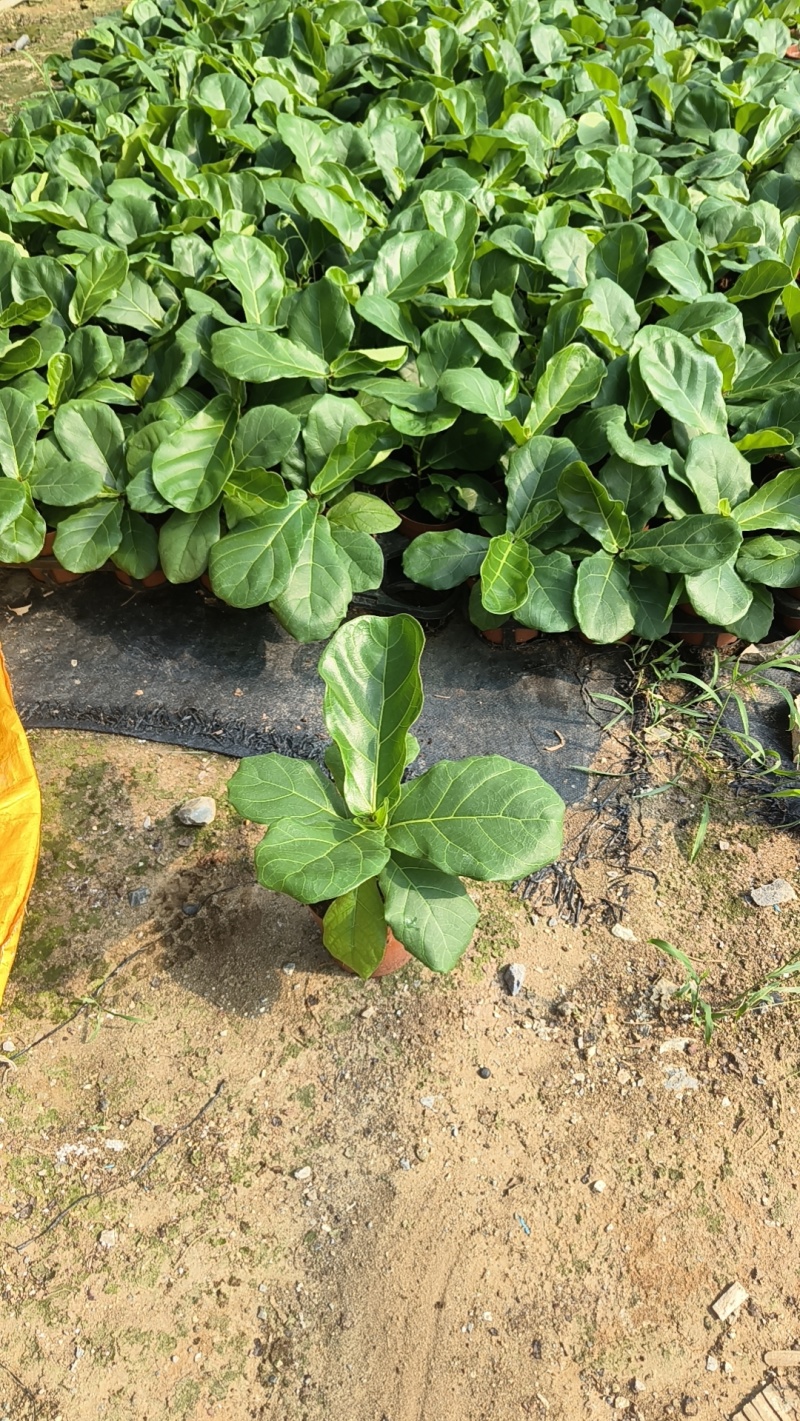 琴叶榕(110#)盆栽室内观叶花卉绿植净化空气美观好养