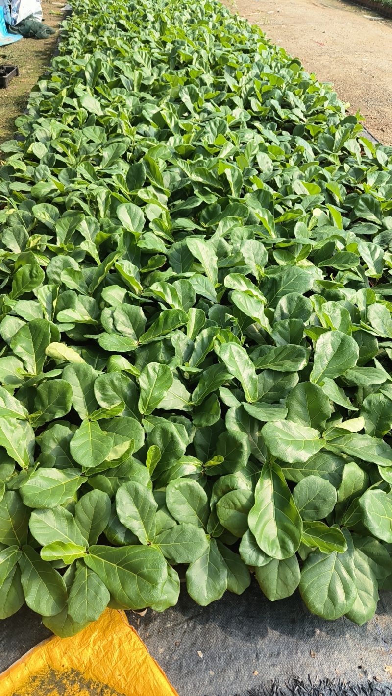 琴叶榕(110#)盆栽室内观叶花卉绿植净化空气美观好养