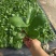 琴叶榕(110#)盆栽室内观叶花卉绿植净化空气美观好养