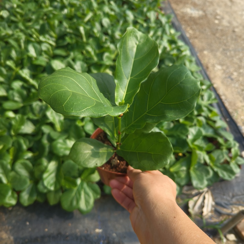 琴叶榕(110#)盆栽室内观叶花卉绿植净化空气美观好养