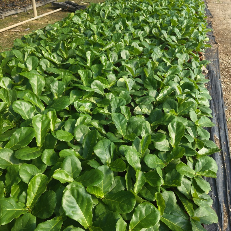 琴叶榕(110#)盆栽室内观叶花卉绿植净化空气美观好养