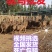 【鸵鸟苗】厂家直发鸵鸟苗脱温苗全国发货死亡包赔