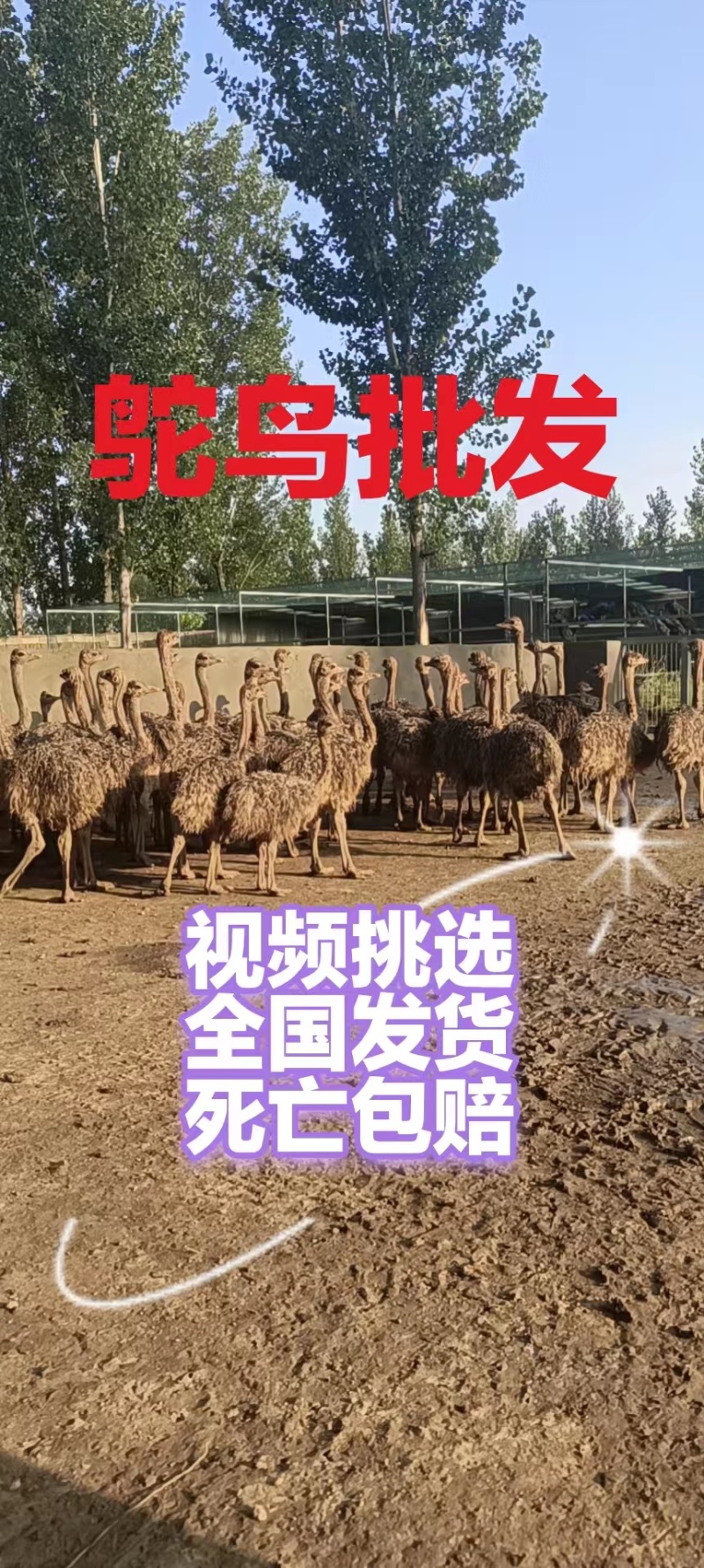 【鸵鸟苗】厂家直发鸵鸟苗脱温苗全国发货死亡包赔