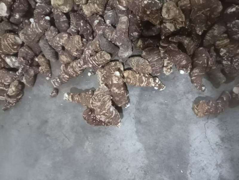 重楼/陕西重楼/七叶一枝花/野生加工/干货欢迎老板来电