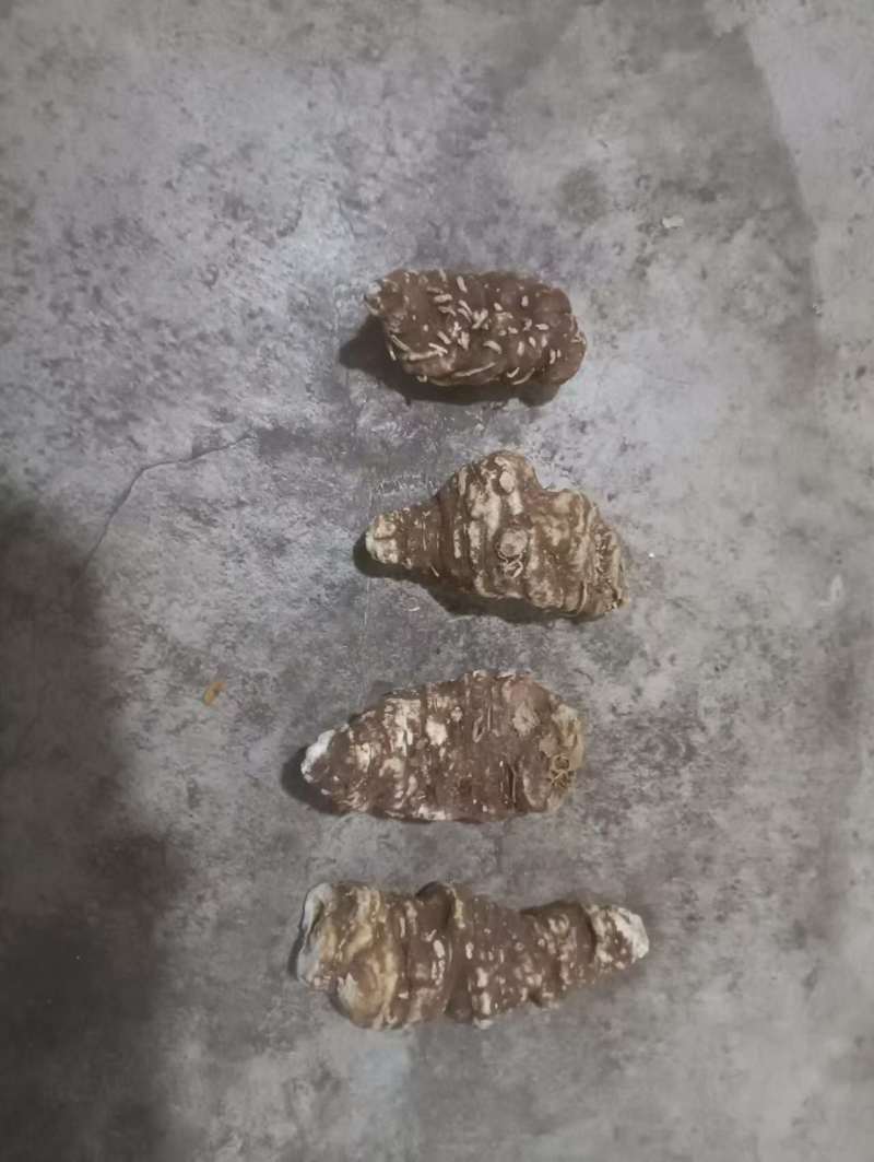 重楼/陕西重楼/七叶一枝花/野生加工/干货欢迎老板来电