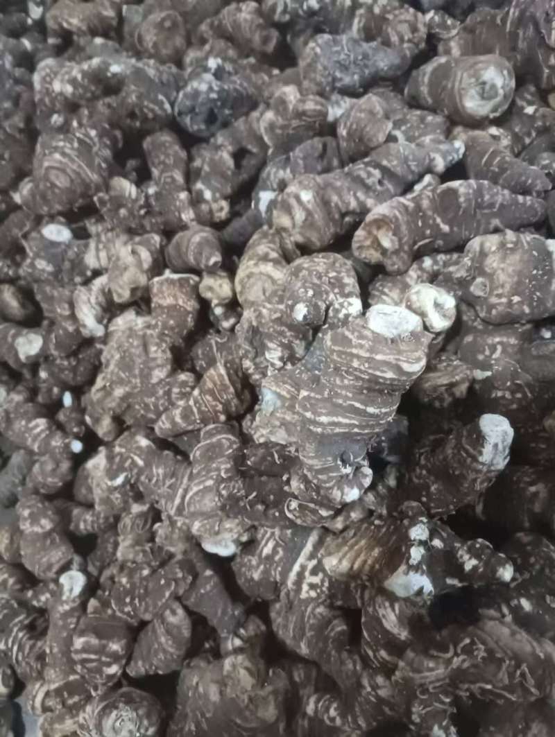 重楼/陕西重楼/七叶一枝花/野生加工/干货欢迎老板来电