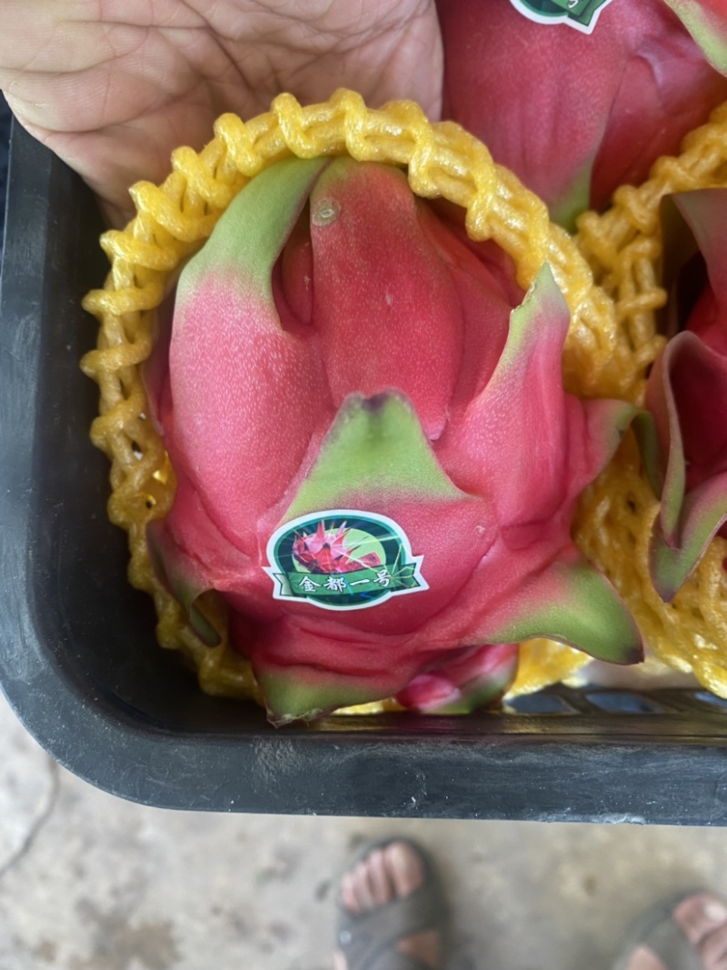 云南红心火龙果