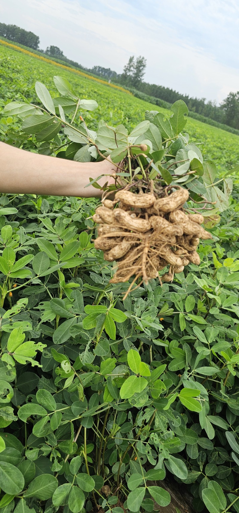 黑花生