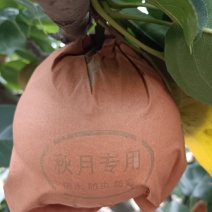 梨秋月梨圆黄梨丰水梨黄金梨。产地代办，货源充足。个头大