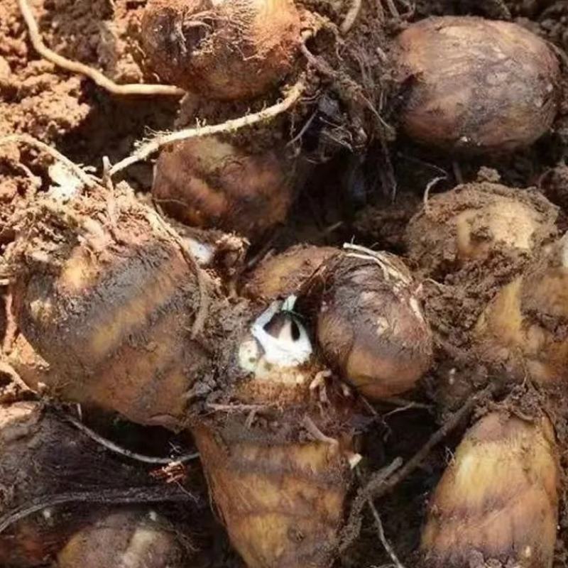 芋头，毛芋头，黏黏糯糯的今年新出土的芋头